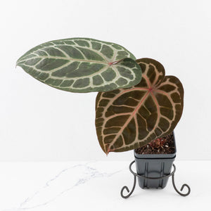 Anthurium Zara '31' x Zara '14' by DocBlock® (wk33-L34)