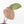 Anthurium Zara '31' x Zara '14' by DocBlock® (wk33-L34)