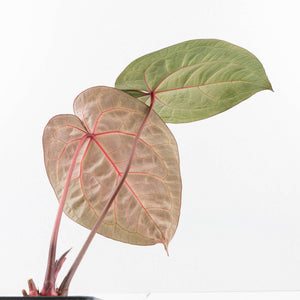 Anthurium Zara '31' x Zara '14' by DocBlock® (wk33-L34)