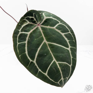 Anthurium Zara '33' x Zara '29' by DocBlock® (wk20-T)