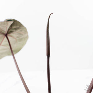 Anthurium Zara '33' x Zara '29' by DocBlock® (wk20-T)