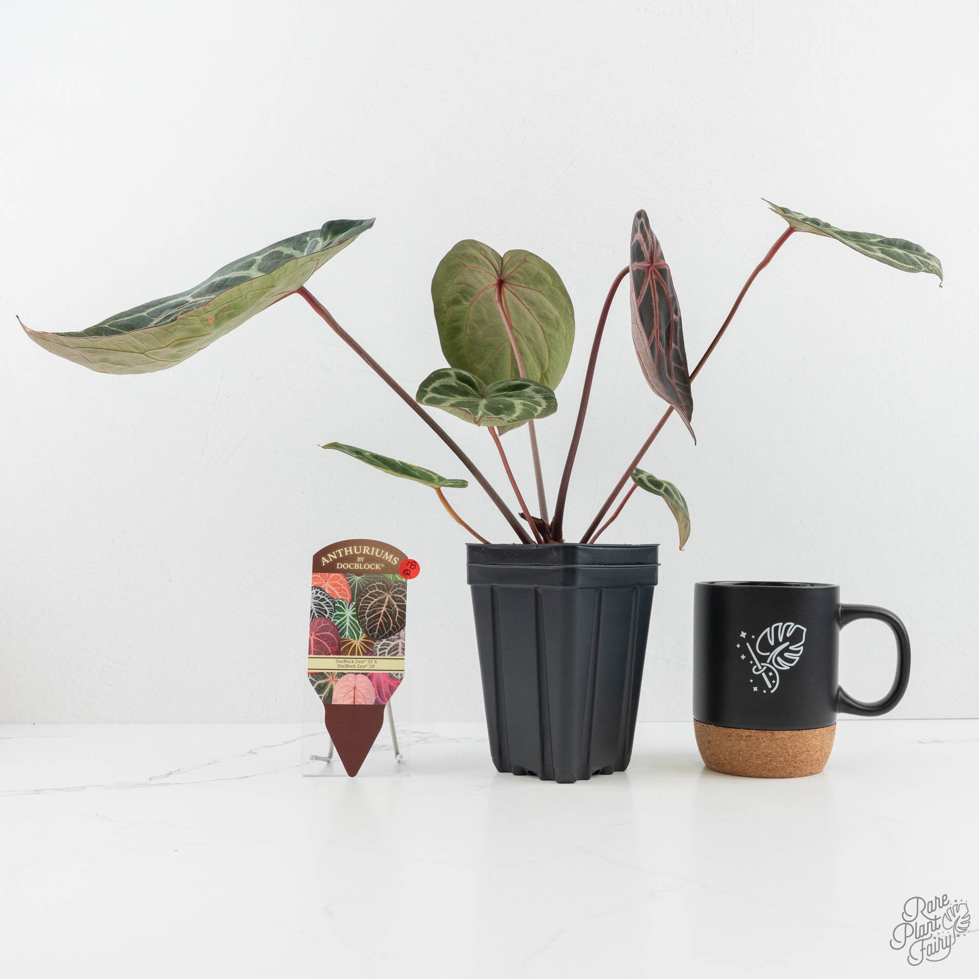 Anthurium Zara '33' x Zara '29' by DocBlock® (wk18-Q) – Rare Plant