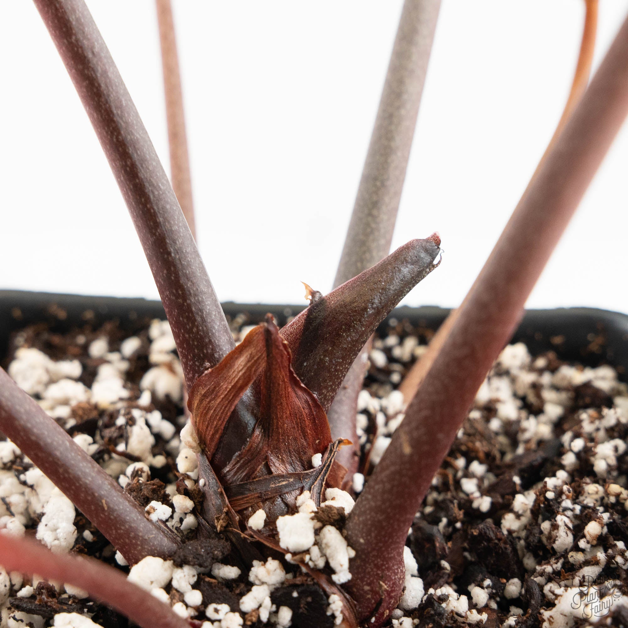 Anthurium Zara '33' x Zara '29' by DocBlock® (wk18-Q) – Rare Plant