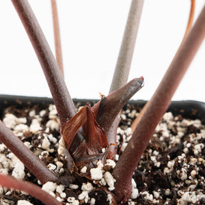 Anthurium Zara '33' x Zara '29' by DocBlock® (wk18-Q)
