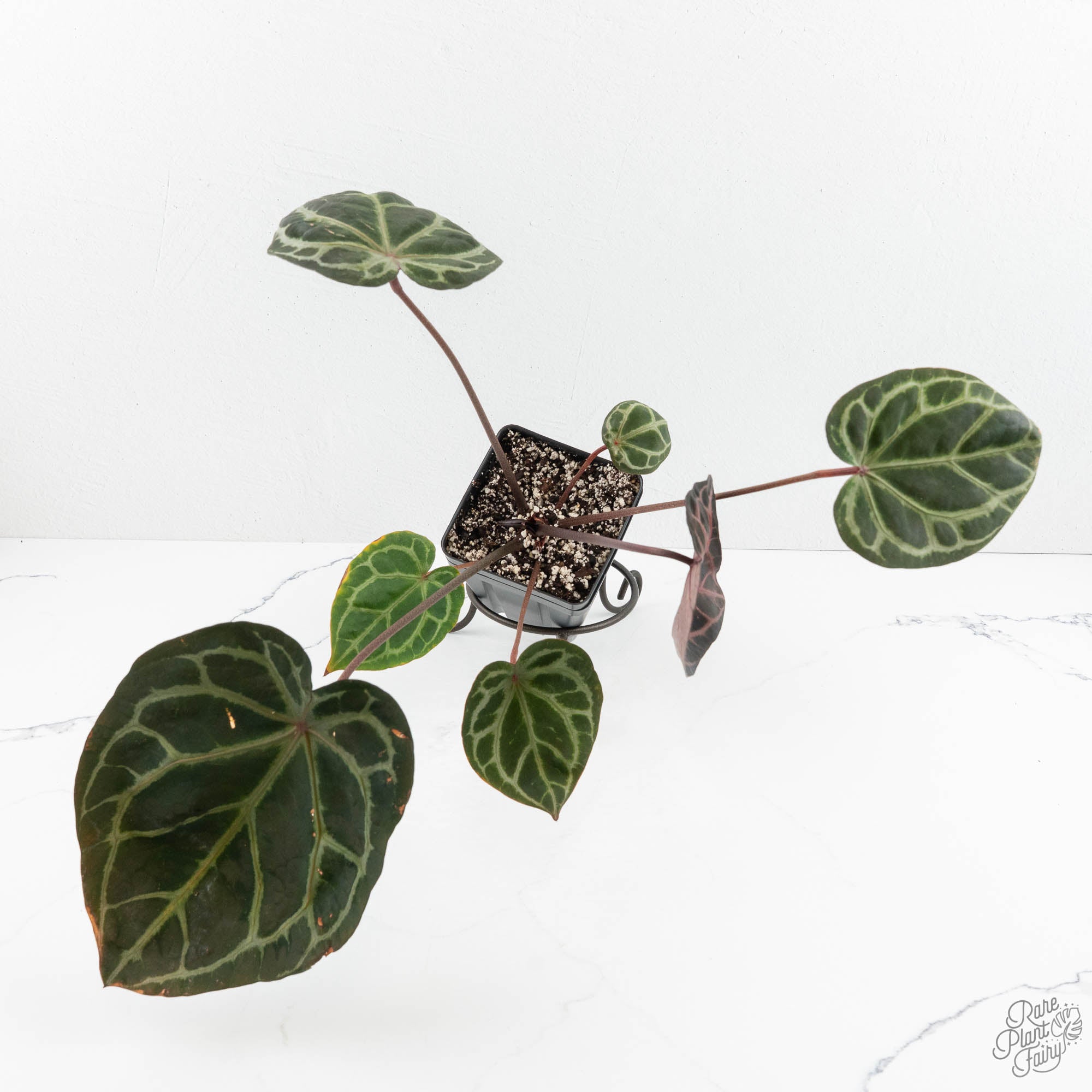Anthurium Zara '33' x Zara '29' by DocBlock® (wk18-Q) – Rare Plant