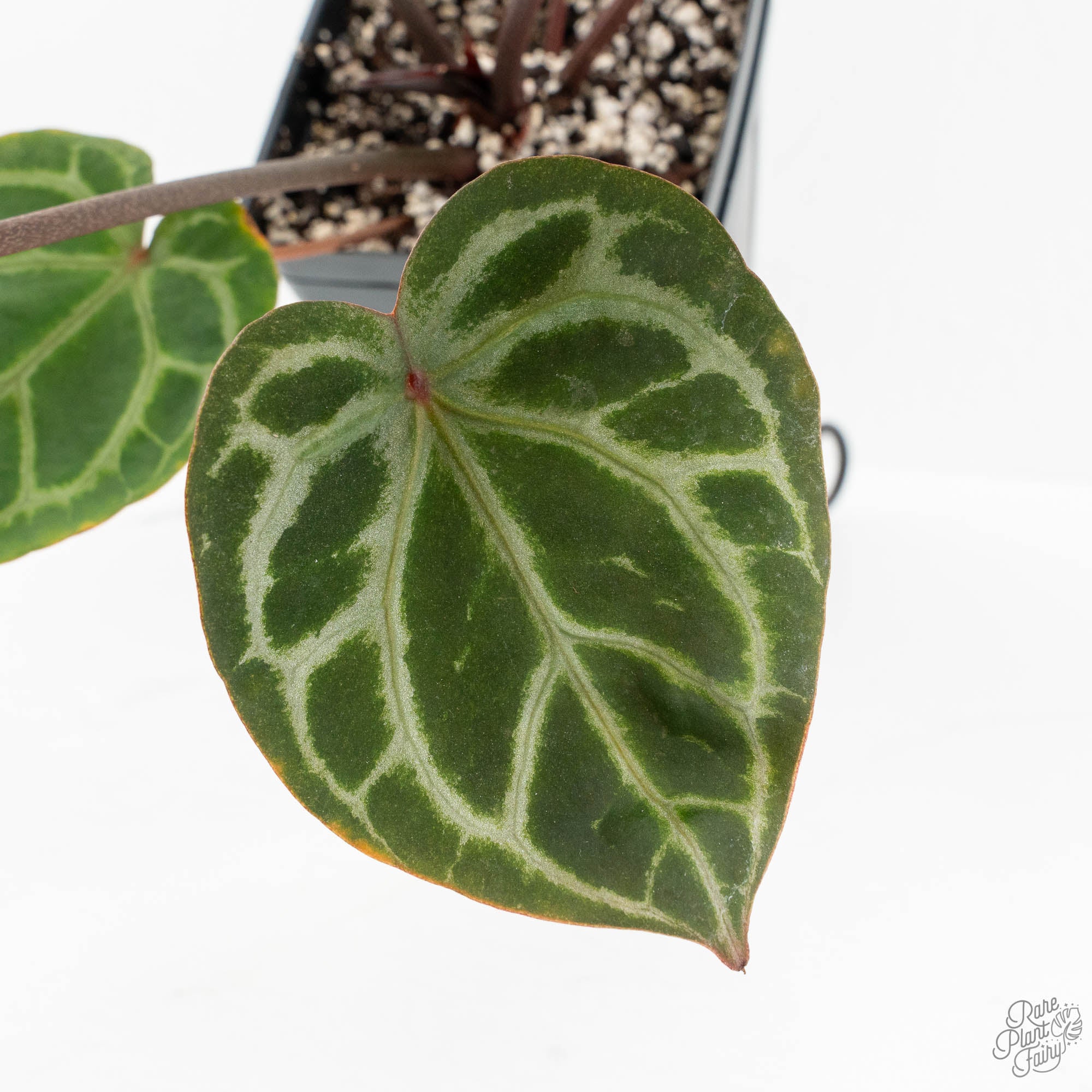 Anthurium Zara '33' x Zara '29' by DocBlock® (wk18-Q) – Rare Plant