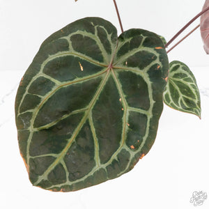 Anthurium Zara '33' x Zara '29' by DocBlock® (wk18-Q)