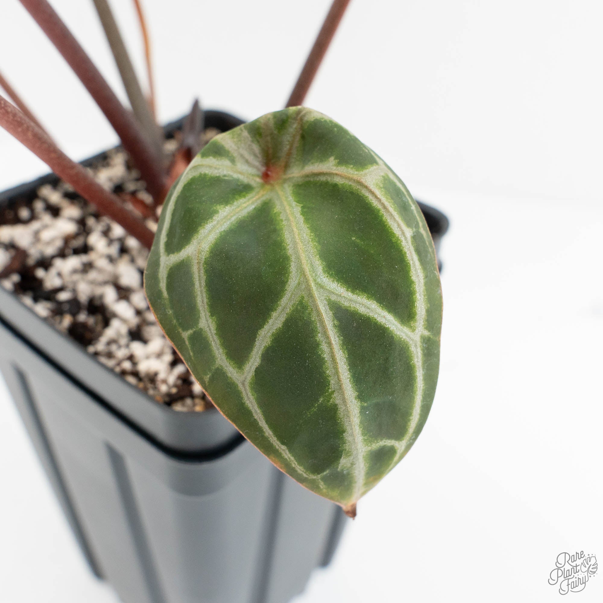 Anthurium Zara '33' x Zara '29' by DocBlock® (wk18-Q) – Rare Plant