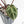 Anthurium Zara '33' x Zara '29' by DocBlock® (wk18-Q)