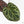 Anthurium Zara '33' x Zara '29' by DocBlock® (wk18-Q)