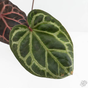 Anthurium Zara '33' x Zara '29' by DocBlock® (wk18-Q)