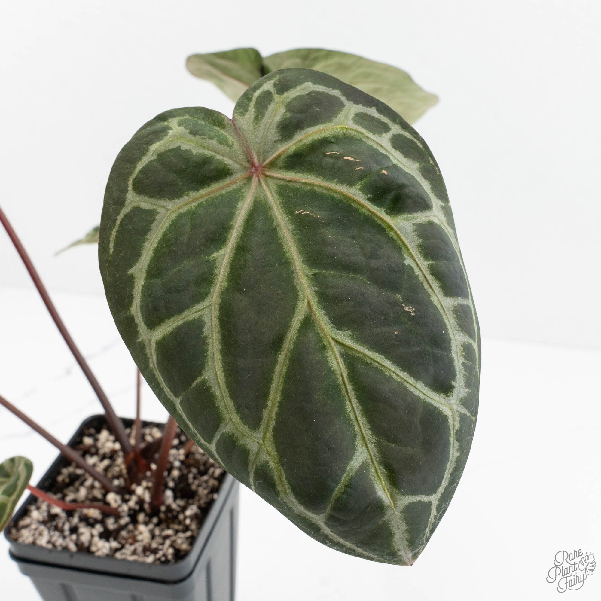 Anthurium Zara '33' x Zara '29' by DocBlock® (wk18-Q) – Rare Plant