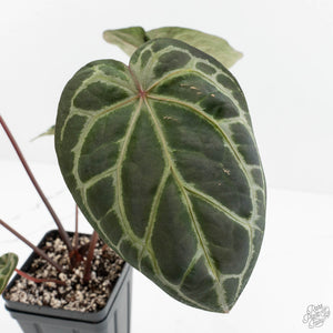 Anthurium Zara '33' x Zara '29' by DocBlock® (wk18-Q)