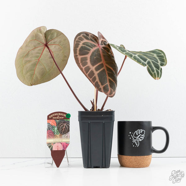 Anthurium Zara '33' x Zara '29' by DocBlock® (wk19-K) – Rare Plant