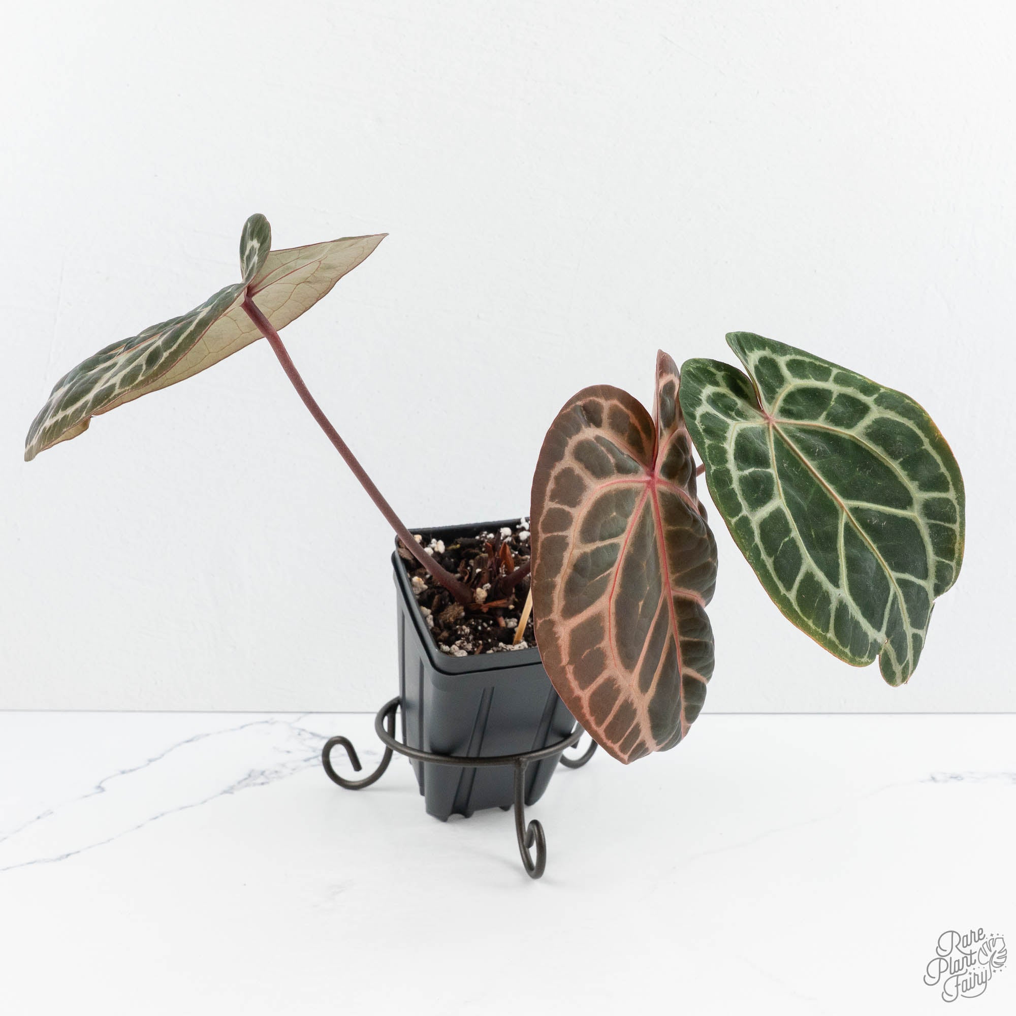 Anthurium Zara '33' x Zara '29' by DocBlock® (wk19-K) – Rare Plant