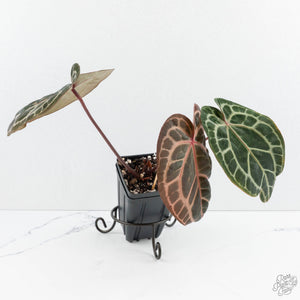 Anthurium Zara '33' x Zara '29' by DocBlock® (wk19-K)