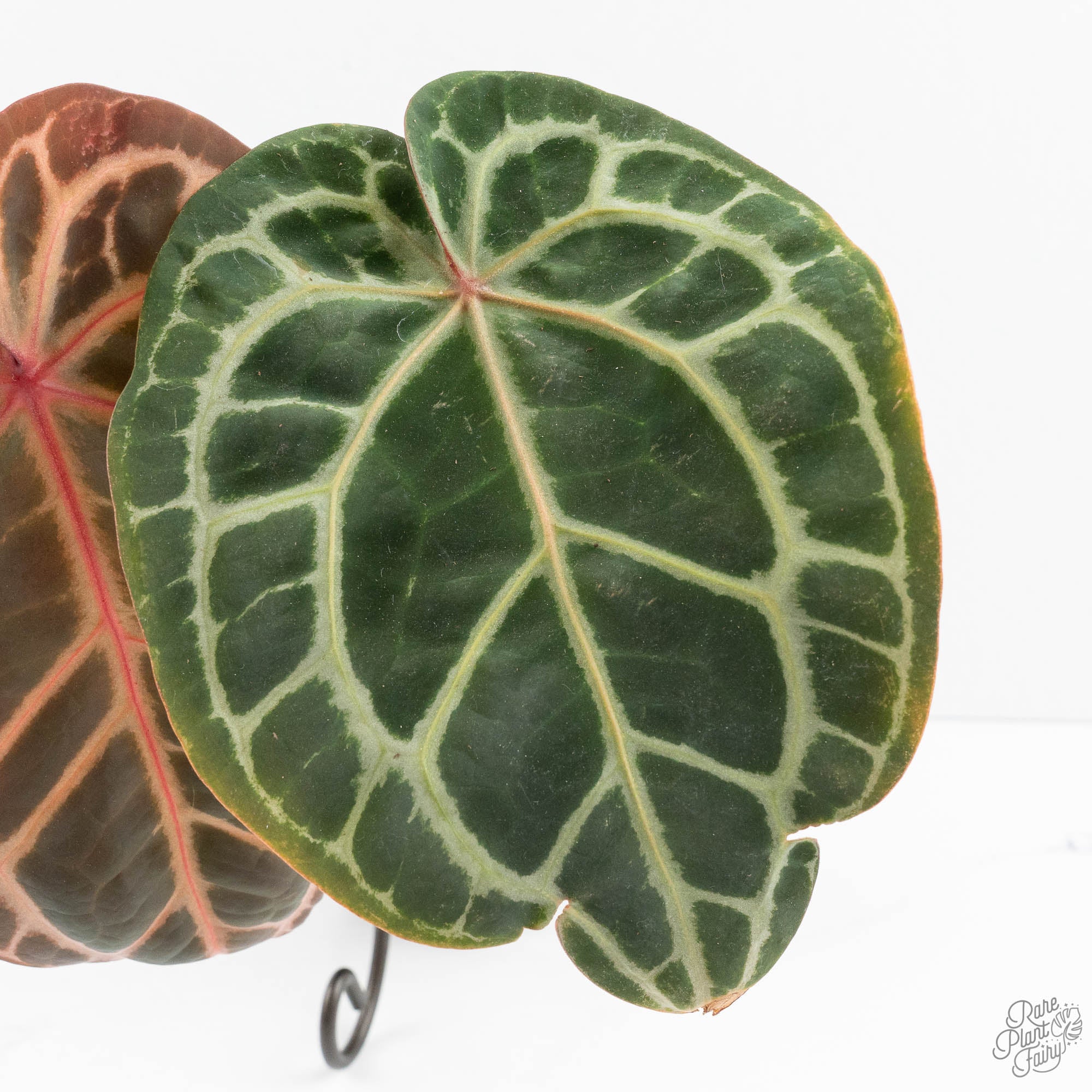 Anthurium Zara '33' x Zara '29' by DocBlock® (wk19-K) – Rare Plant
