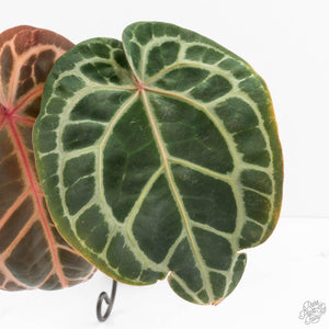 Anthurium Zara '33' x Zara '29' by DocBlock® (wk19-K)