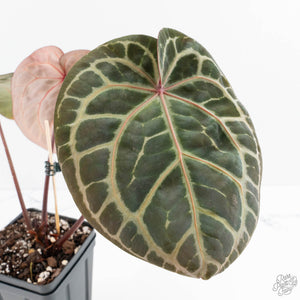 Anthurium Zara '33' x Zara '29' by DocBlock® (wk19-K)