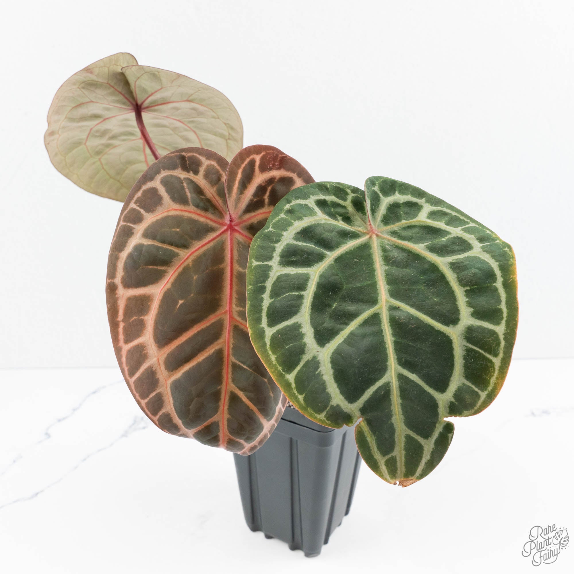 Anthurium Zara '33' x Zara '29' by DocBlock® (wk19-K) – Rare Plant