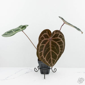 Anthurium Zara '33' x Zara '29' by DocBlock® (wk19-T)