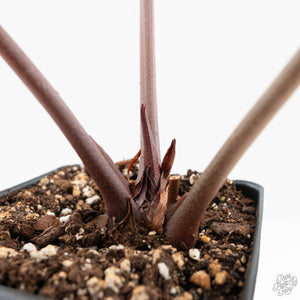 Anthurium Zara '33' x Zara '29' by DocBlock® (wk19-T)