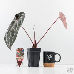 Anthurium Zara '33' x Zara '29' by DocBlock® (wk23-M)