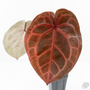 Anthurium Zara '33' x Zara '29' by DocBlock® (wk23-M)