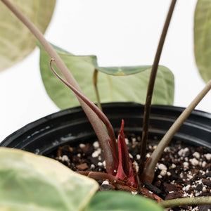 Anthurium Zara '3' x Black Widow '13' by DocBlock (wk44-U200)