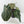 Anthurium Zara '3' x Black Widow '13' by DocBlock (wk44-U200)