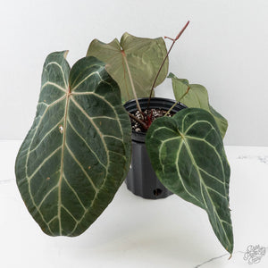Anthurium Zara '3' x Black Widow '13' by DocBlock (wk44-U200)