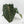 Anthurium Zara '3' x Black Widow '13' by DocBlock (wk44-U200)