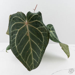 Anthurium Zara '3' x Black Widow '13' by DocBlock (wk44-U200)