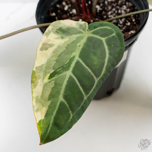 Anthurium Zara '3' x Black Widow '13' by DocBlock (wk44-U200)