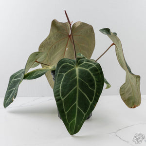 Anthurium Zara '3' x Black Widow '13' by DocBlock (wk44-U200)