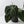 Anthurium Zara '3' x Black Widow '13' by DocBlock (wk44-U200)