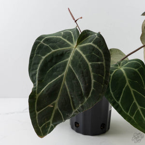 Anthurium Zara '3' x Black Widow '13' by DocBlock (wk44-U200)