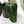 Anthurium Zara '3' x Black Widow '13' by DocBlock (wk44-U200)
