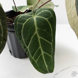 Anthurium Zara '3' x Black Widow '13' by DocBlock (wk44-U200)