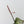 Anthurium Zara '3' x Black Widow '13' by DocBlock (wk44-U200)