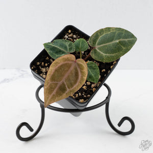 Variegated Anthurium Zara '3' x Darth Vader '73' by DocBlock (wk41-U168)