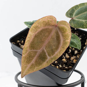 Variegated Anthurium Zara '3' x Darth Vader '73' by DocBlock (wk41-U168)