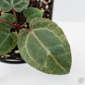 Variegated Anthurium Zara '3' x Darth Vader '73' by DocBlock (wk41-U168)