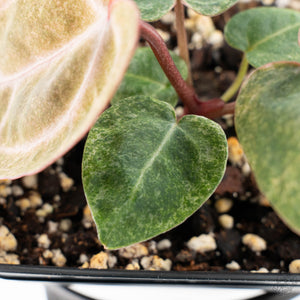 Variegated Anthurium Zara '3' x Darth Vader '73' by DocBlock (wk41-U168)