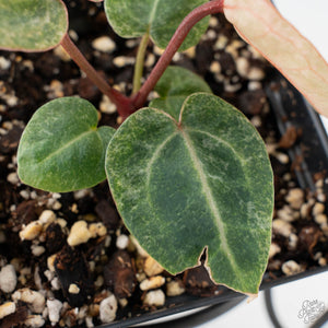 Variegated Anthurium Zara '3' x Darth Vader '73' by DocBlock (wk41-U168)