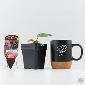 Variegated Anthurium Zara '3' x Darth Vader '73' by DocBlock (wk42-U175)