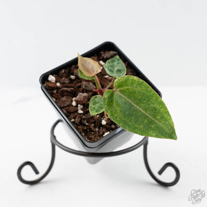 Variegated Anthurium Zara '3' x Darth Vader '73' by DocBlock (wk42-U175)