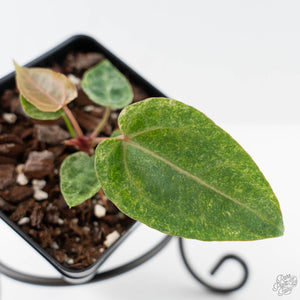 Variegated Anthurium Zara '3' x Darth Vader '73' by DocBlock (wk42-U175)