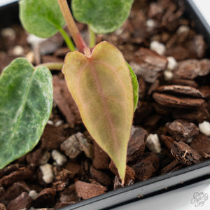 Variegated Anthurium Zara '3' x Darth Vader '73' by DocBlock (wk42-U175)