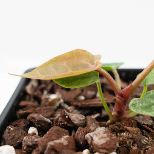 Variegated Anthurium Zara '3' x Darth Vader '73' by DocBlock (wk42-U175)
